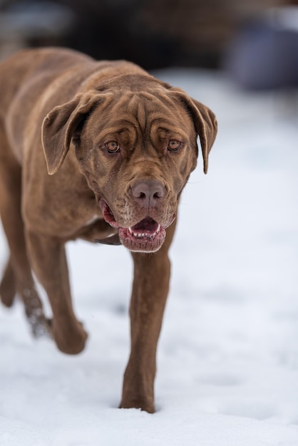 hond loopt door de sneeuw en kijkt naar de camera mooie huidplooien zijn zichtbaar op het hoofd