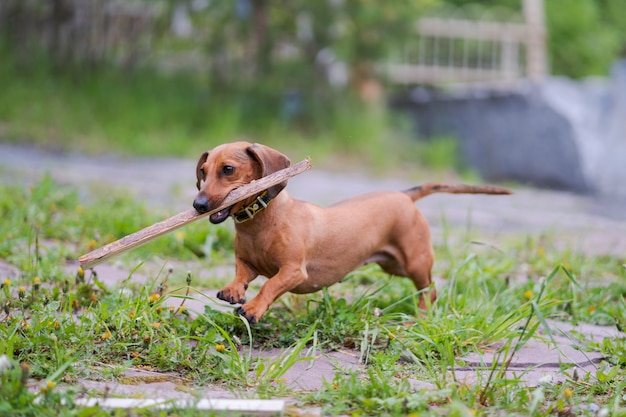 Hond loopt met stok