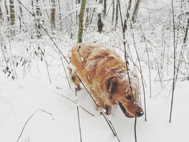 Foto hond loopt over een met sneeuw bedekt landschap