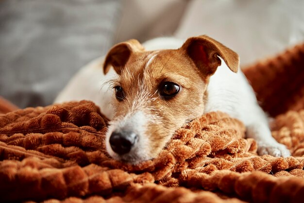 Hond luiert op de bank