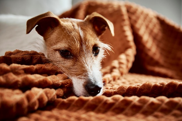 Hond luiert op de bank