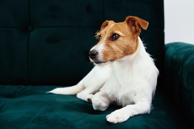 Hond luiert op de bank