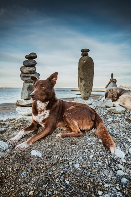 Hond mediteert met stenen hond en rotsen zen op het strand