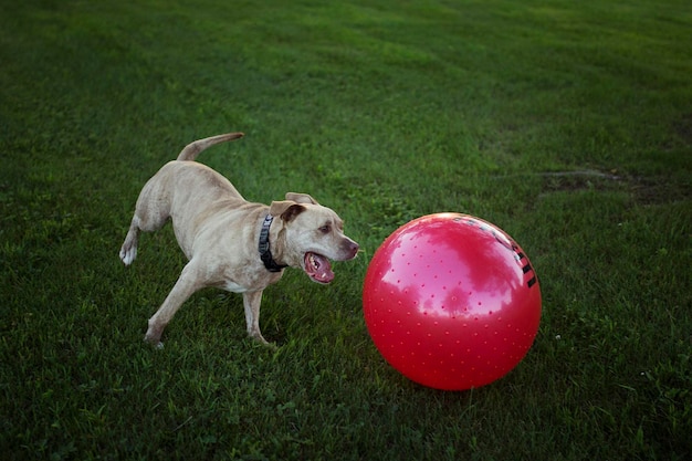 Foto hond met bal op het veld