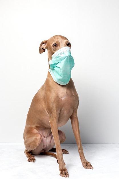 Hond met coronavirus beschermingsmasker