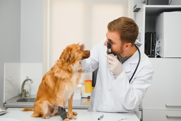 Hond met dierenartsen in kliniek