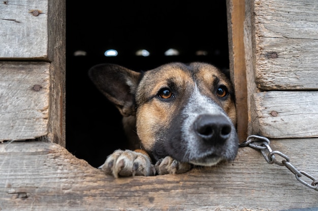 Foto hond met droevige ogen zit aan een ketting in het hondenhok