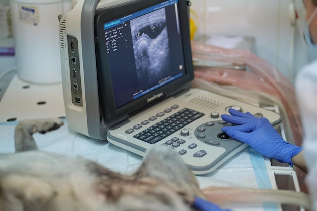 Foto hond met echografie in een veterinaire kliniek