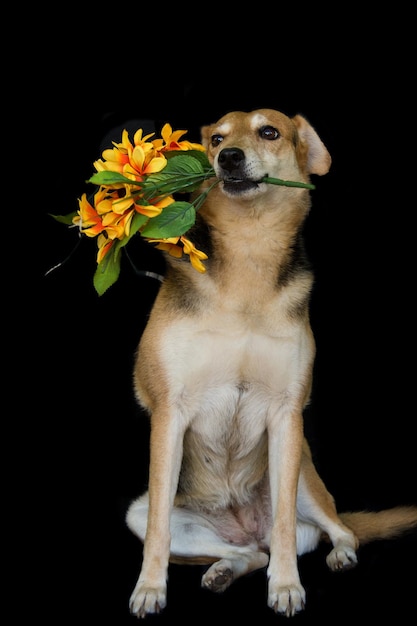 Hond met een bos bloemen in zijn mond