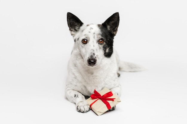 Hond met een cadeau op een witte achtergrond. Lichtgekleurde hond met zwarte vlekken.