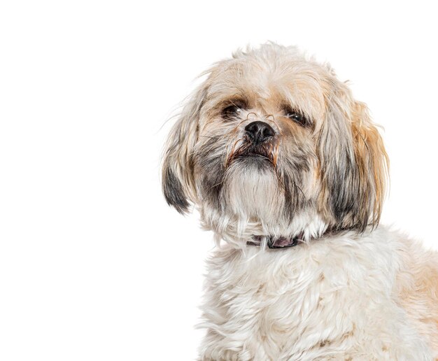 Hond met een halsband geïsoleerd op wit