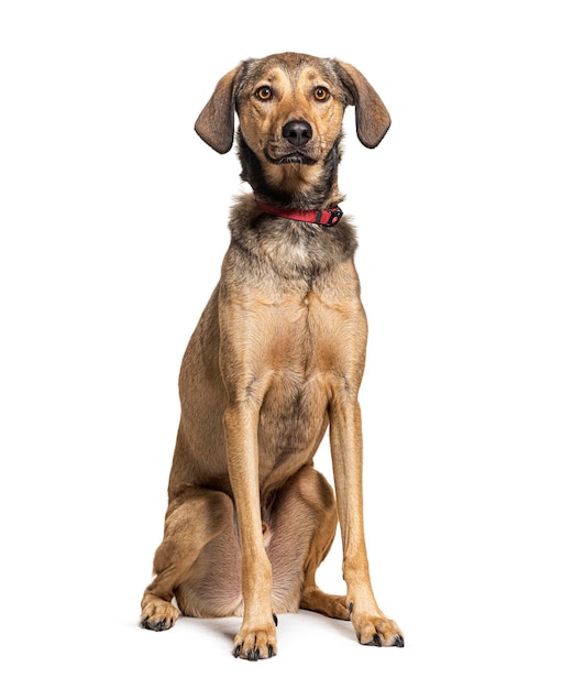 Hond met een halsband geïsoleerd op wit