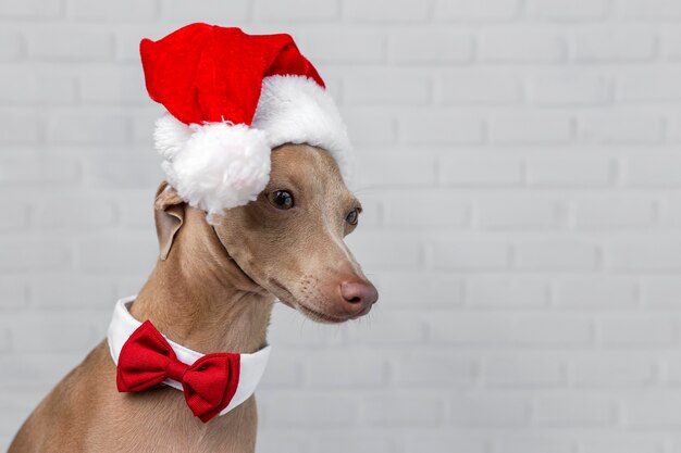 Foto hond met een kerstman hoed