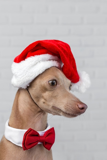 Foto hond met een kerstman hoed