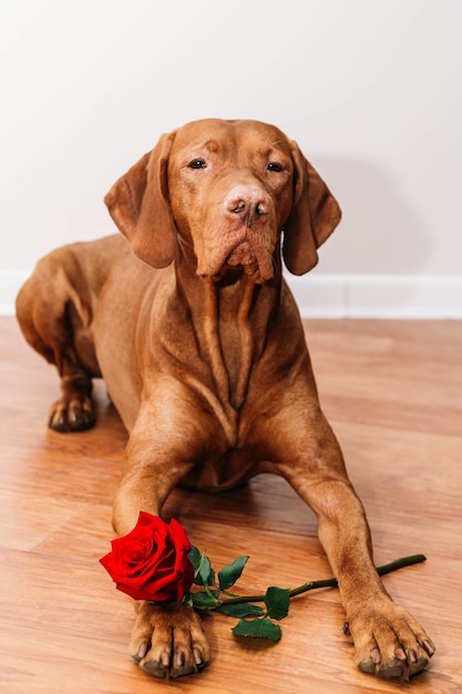 hond met een roos in poten