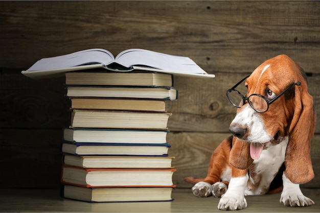 Hond met een stapel boeken