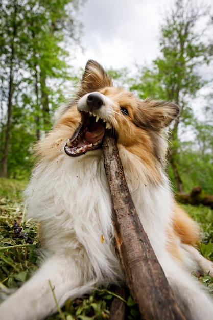 Hond met een stok in het bos