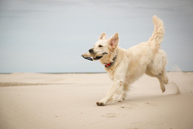 Hond met een voorwerp in zijn mond op het strand