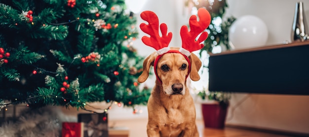 Hond met geweien zittend op de vloer