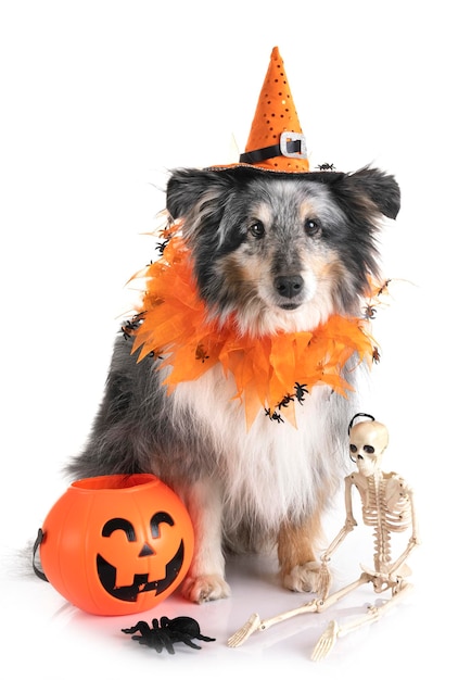 Hond met halloween decoratie op witte achtergrond