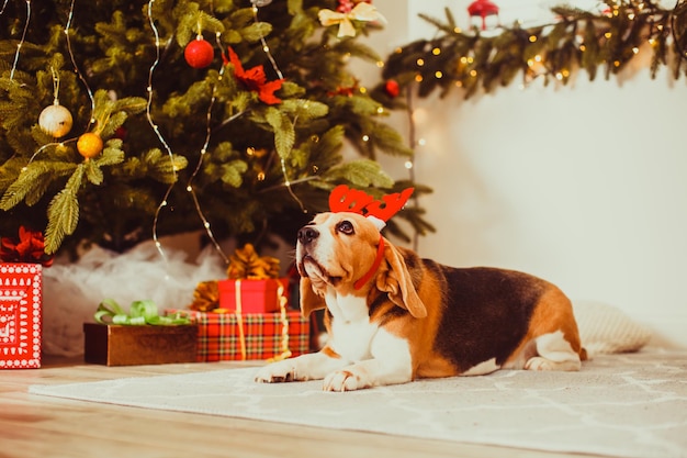 hond met hertenhoorns decoratie zit onder de kerstboom