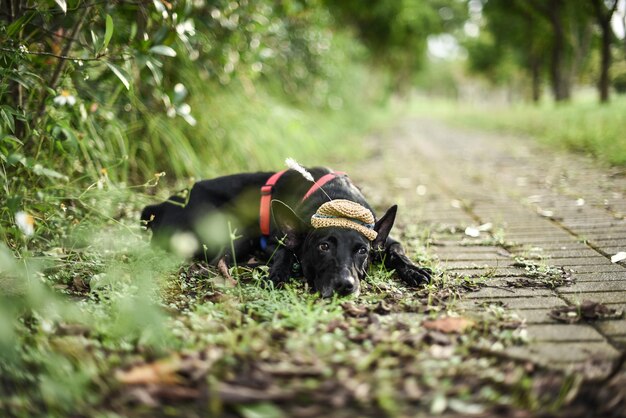 Hond met hoed op het voetpad.