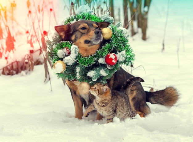 Hond met kerstkrans en kerstmuts zittend met kitten buiten in de sneeuw