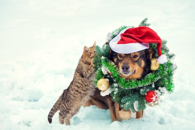 Hond met kerstkrans en kerstmuts zittend met kitten buiten in de sneeuw