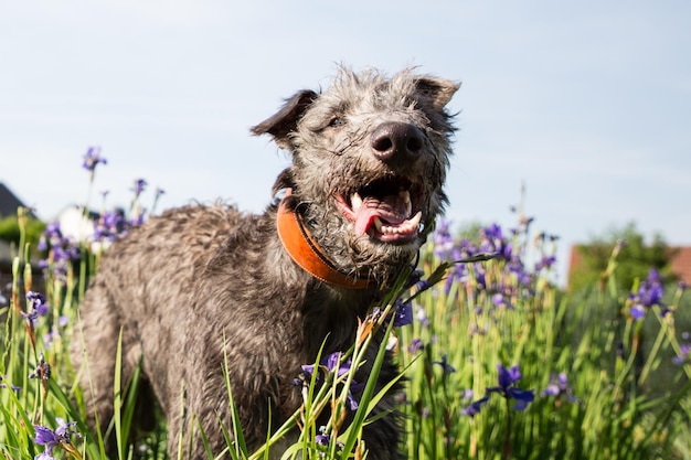 Foto hond met open mond die in bloemen staat