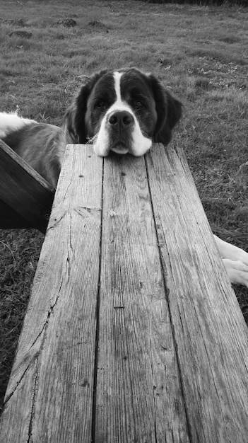 Foto hond met plank op het veld