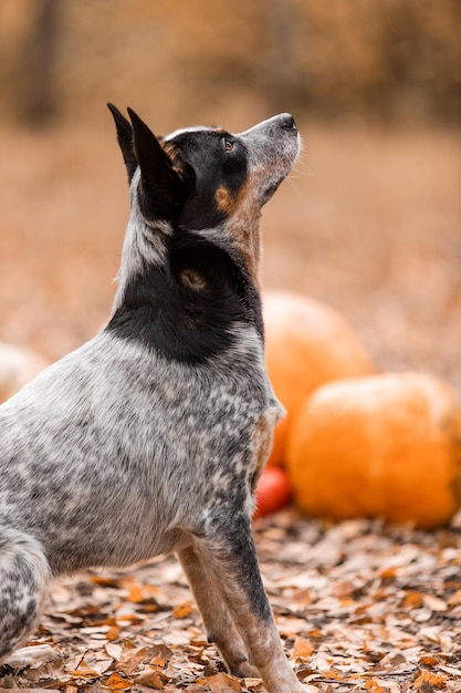 Hond met pompoenen. Halloween vakantie. Australian Cattle Dog Hond met pompoen. Oogst. Dankzegging