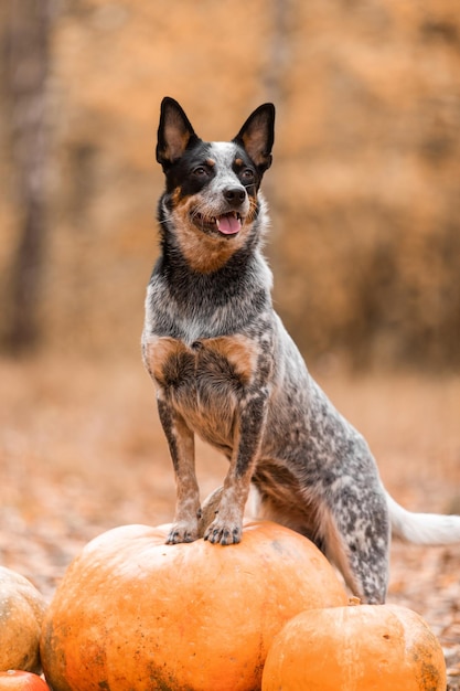 Hond met pompoenen. Halloween vakantie. Australian Cattle Dog Hond met pompoen. Oogst. Dankzegging