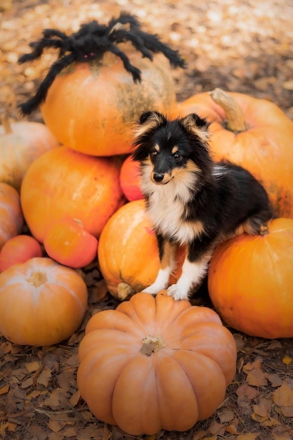 Hond met pompoenen. Halloween vakantie. Shetland-herdershond met pompoen. Oogst. Dankdag. Sh