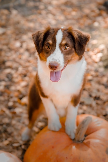 Hond met pompoenen in het bos. Het miniatuur Amerikaanse herdershondenras. Halloween en Thanksgiving