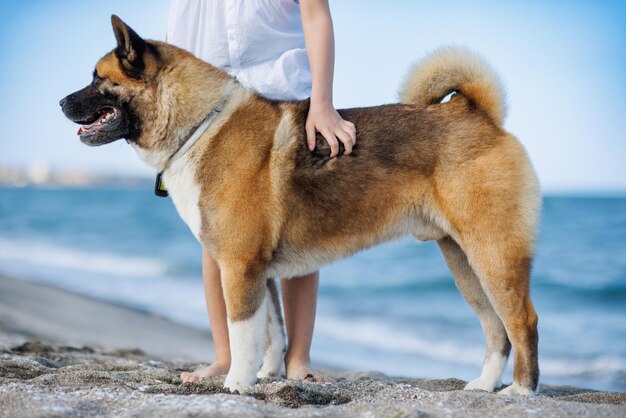 Hond met riem staat trots in de buurt van een onbekend meisje en kijkt in de verte op het strand in de buurt van de Zwarte Zee