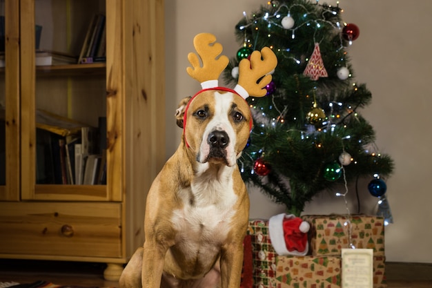 Hond met Rudolf de rendieren hoed zit voor versierde bont boom en verpakt kerstcadeautjes
