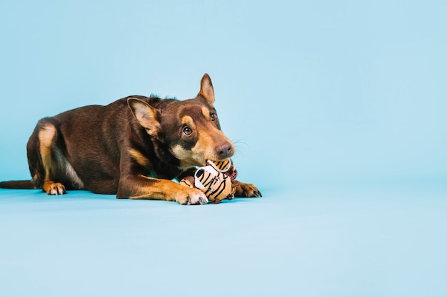 Foto hond met speelgoed huisdier