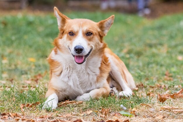 Hond met witte en oranje vacht liggend in het park op de grass_