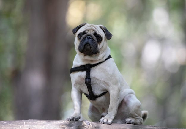 hond mopshond op de boom