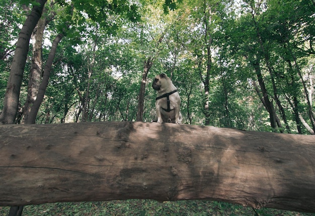 hond mopshond op de boom