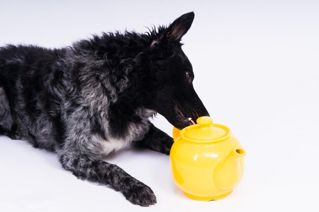 Hond mudi liggend op witte studio achtergrond naast de opengewerkte keramische ketel