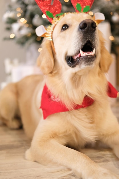 Foto hond nieuwjaar, kerstmis. golden retriever