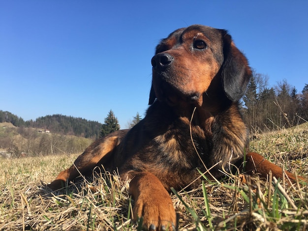 Foto hond ontspant op het veld tegen een heldere blauwe hemel