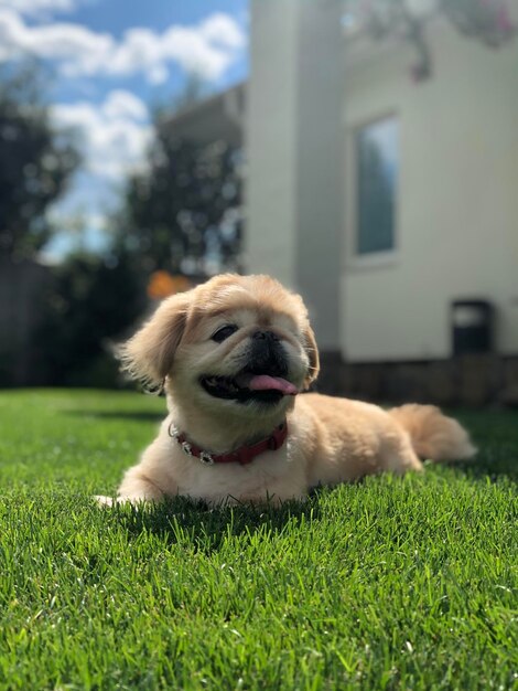 Foto hond ontspant zich in het veld