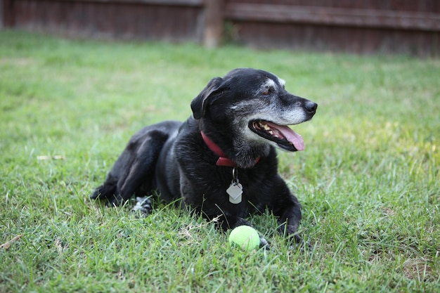 Foto hond ontspant zich op het grasveld