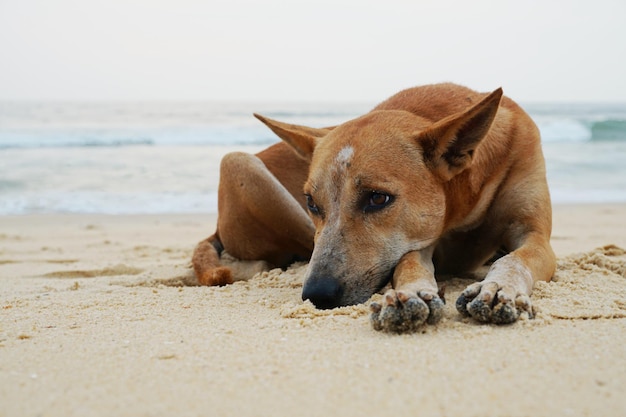 Hond ontspant zich op het strand