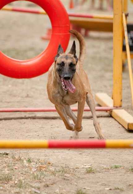 Foto hond op de behendigheidsbaan