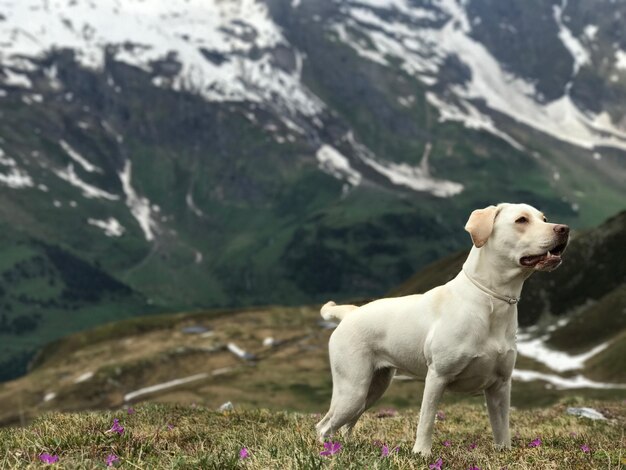 Foto hond op de berg.