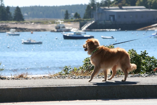 Foto hond op de kust tegen de lucht