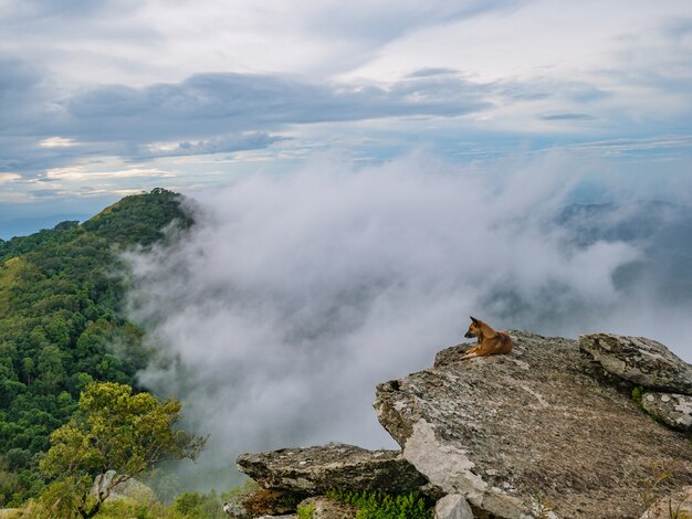 Hond op de rotsachtige klif met Foggy of mist Tussen de berg op Khao Luang berg in Ramkhamhaeng National Park, Sukhothai provincie Thailand